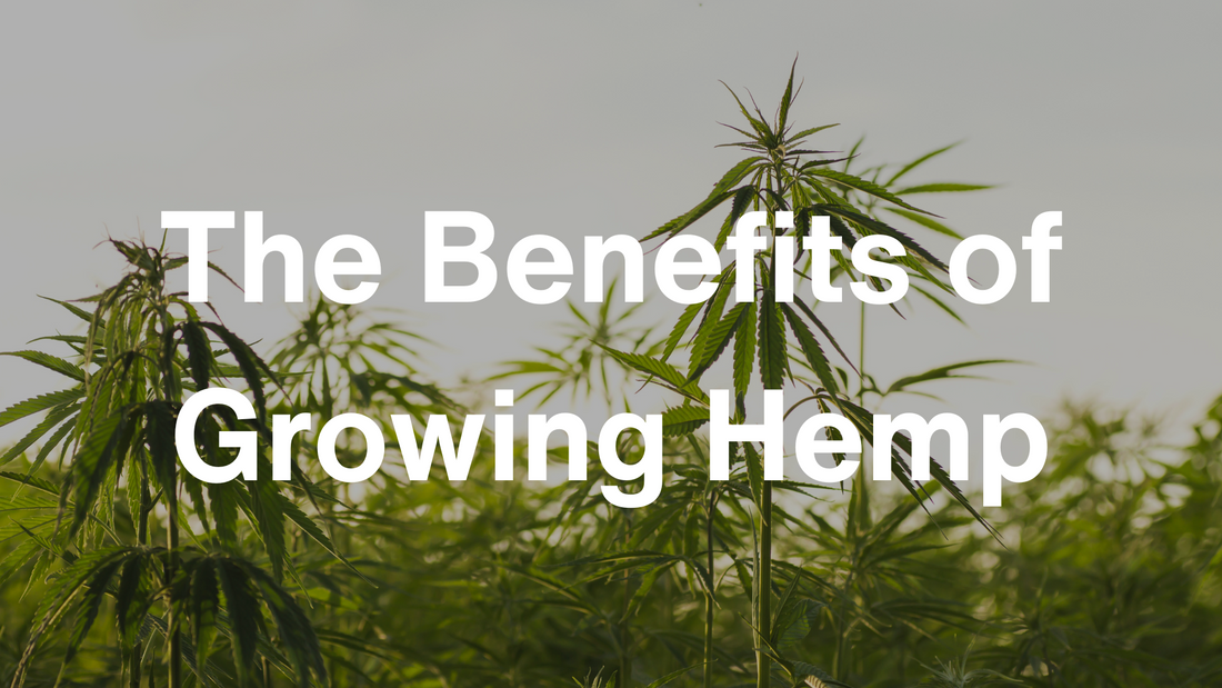 The Environmental Effects of Growing Hemp: 6 Major Benefits