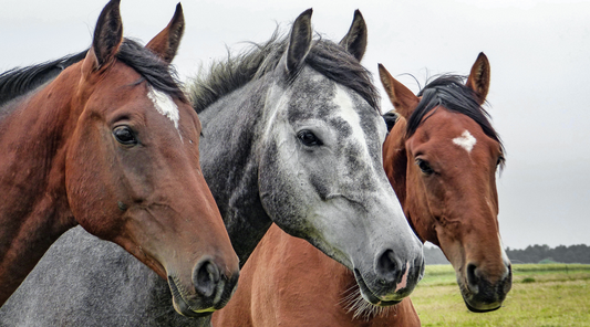 Hemp Protein for Horses: A Complete Guide