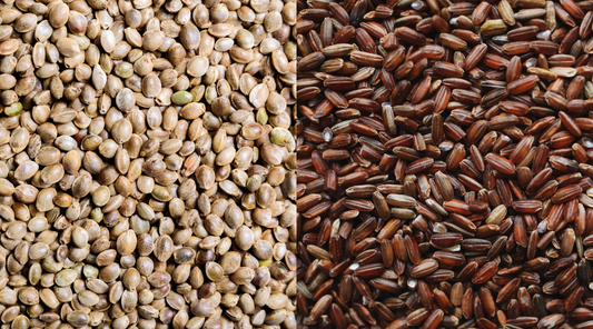Hemp Protein vs. Brown Rice Protein: Which Is the Better Plant-Based Protein Powder?