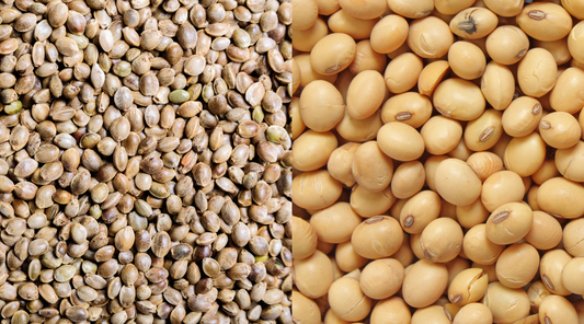 Hemp Protein vs Soy Protein: Which is Better for You?